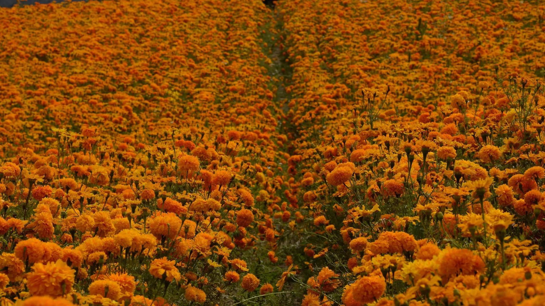 626641_Flor Cempasúchil-7_impreso